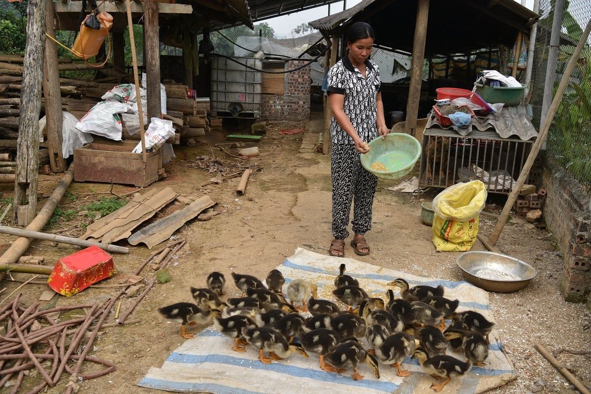 Thịt vịt suối xóm Nhàng da vàng như da gà