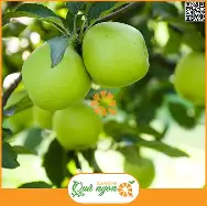 Bùng nổ tiêu dùng xanh, táo Pháp trở thành lựa chọn yêu thích của người Việt Nam