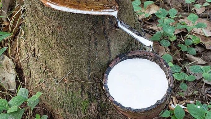 Giá cao su hôm nay 30/4/2025: Tiếp tục biến động nhẹ