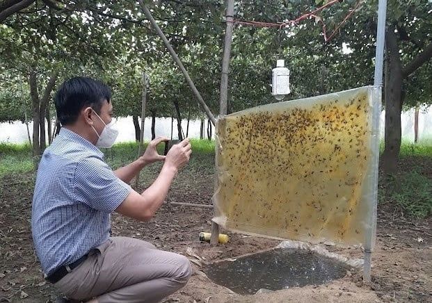 Chú trọng biện pháp sinh học phòng trừ sâu róm hại táo