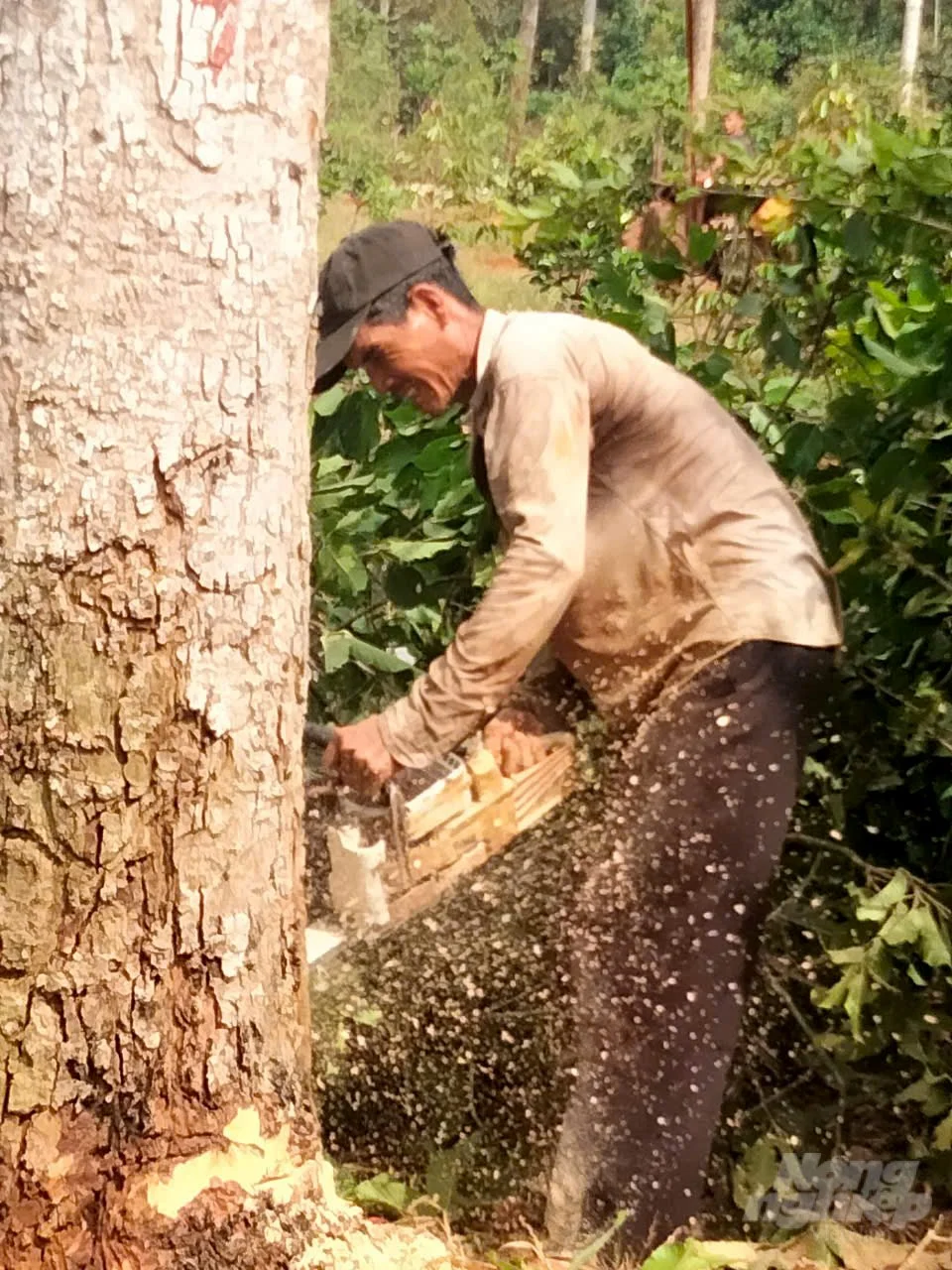 'Cuộc chiến' giữ rừng phòng hộ: [Bài 2] Xung đột vì bất cập trong giao khoán đất lâm nghiệp