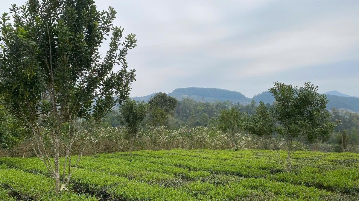 Giấc mơ mắc ca Tây Bắc Xen canh mắc ca, nhân đôi thu nhập