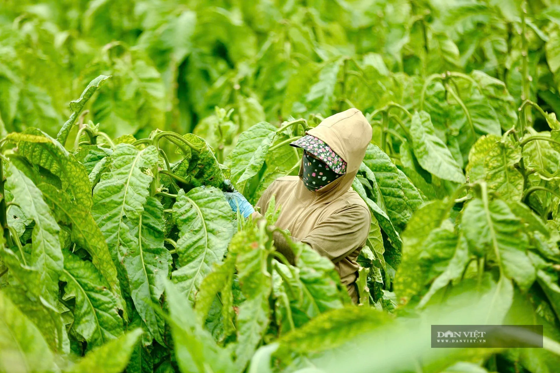 Một xã ở Thanh Hóa trồng 300 ha cây ra lá dài cả mét, thái phơi khô, bán 600.000 đồng/kg