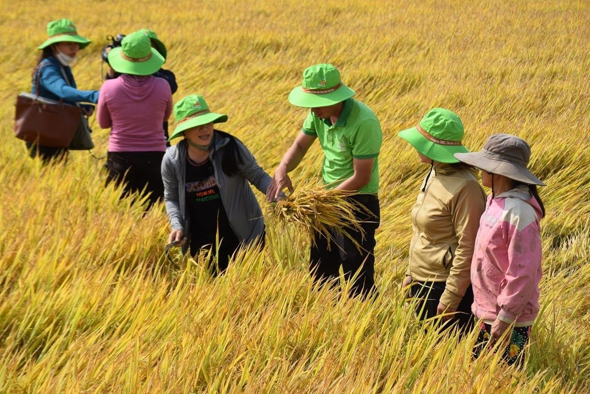 TBR97 - giống lúa chinh phục đất khó