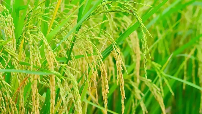 Giá lúa gạo hôm nay 7/5/2025: Lúa quay đầu giảm nhẹ