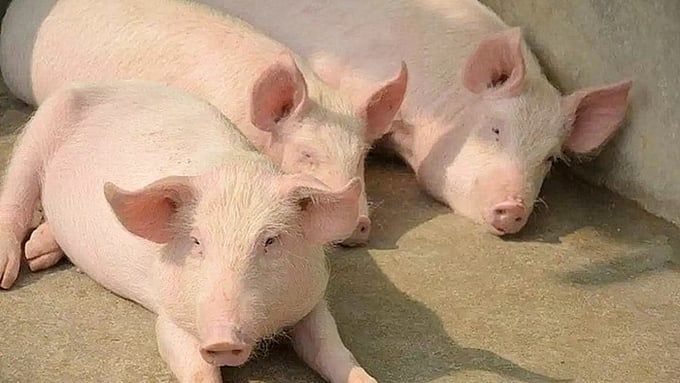 Giá heo hơi hôm nay 11/5/2025: Tuần này biến động trái chiều