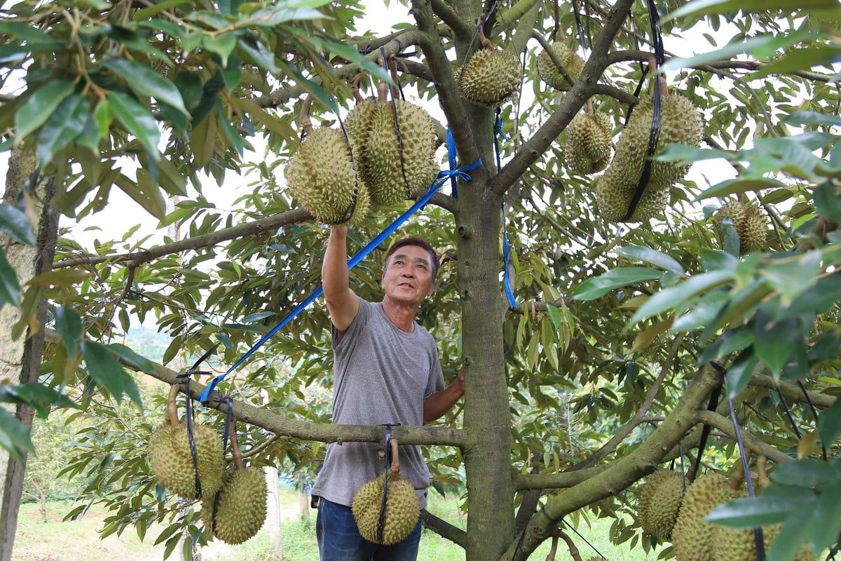 Hợp tác nghiên cứu và chuyển giao công nghệ canh tác sầu riêng