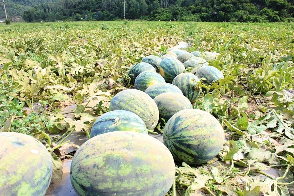 Dưa hấu được mùa, giá giảm nhưng nông dân vẫn lãi khá