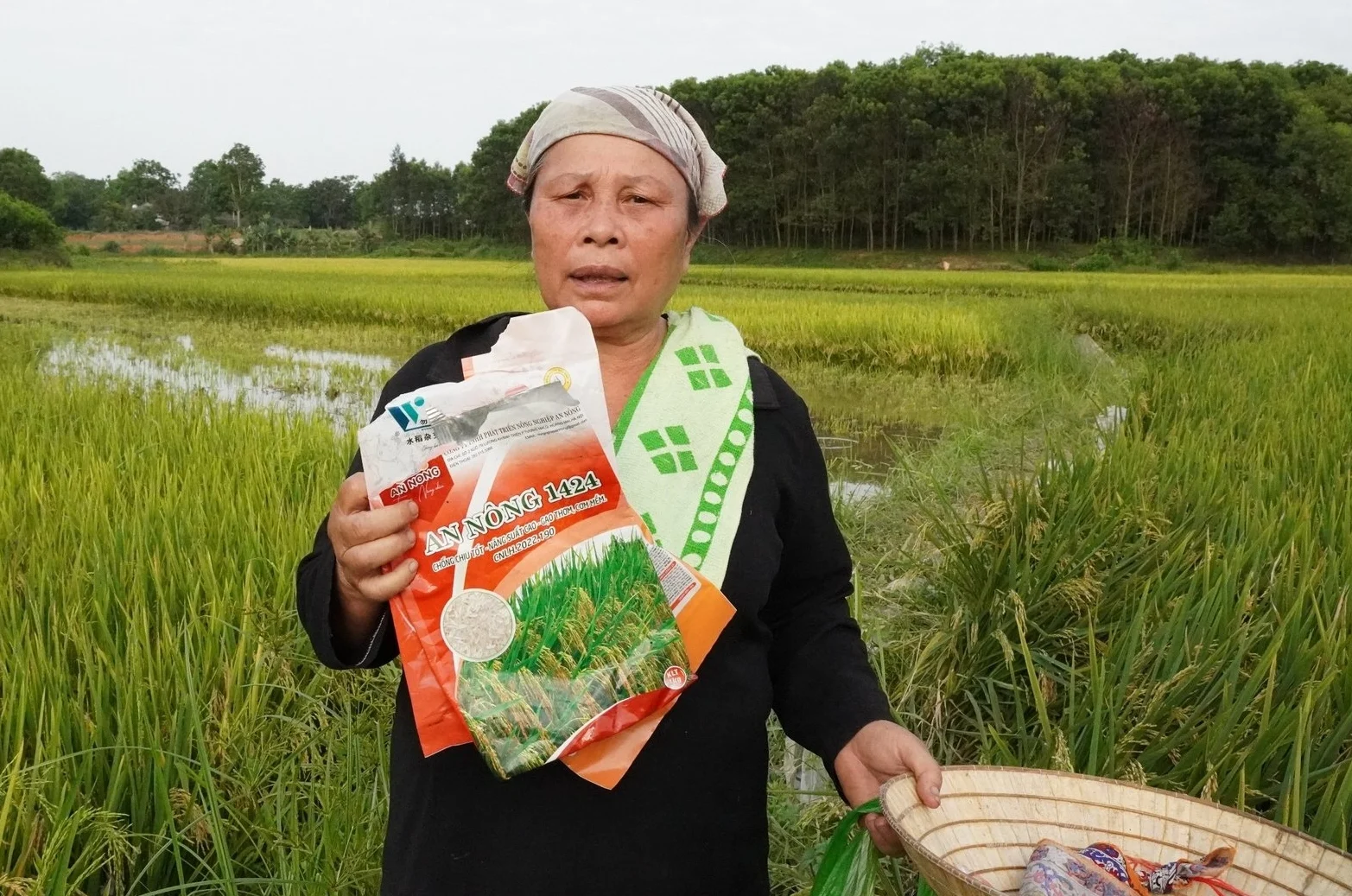 Thanh Hóa: Tới vụ thu hoạch, lúa vẫn thẳng đơ