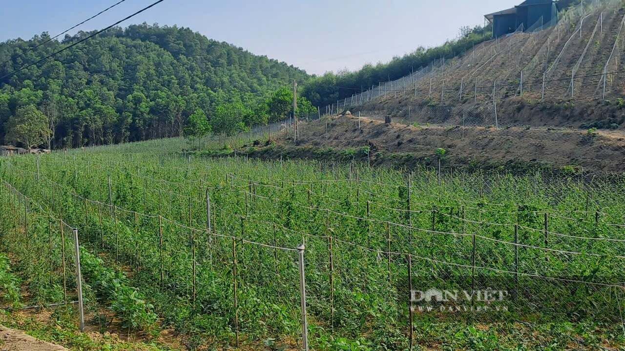 Về hưu, một cựu lãnh đạo xã ở Thái Nguyên trồng cây dược liệu mở được 