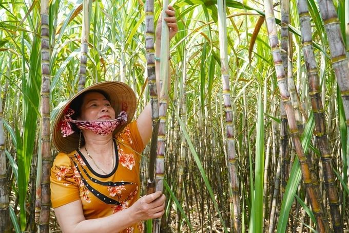Khởi sắc mía đường: [Bài 2] mía ngọt trở lại