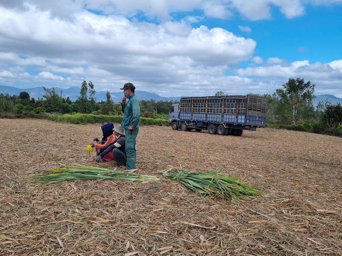 Khởi sắc mía đường: [Bài 6] Đột phá từ chương trình '4 hóa'
