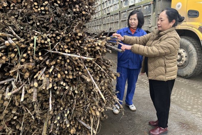 Khởi sắc mía đường: [Bài 9] Cần cái bắt tay giữa nông dân và doanh nghiệp