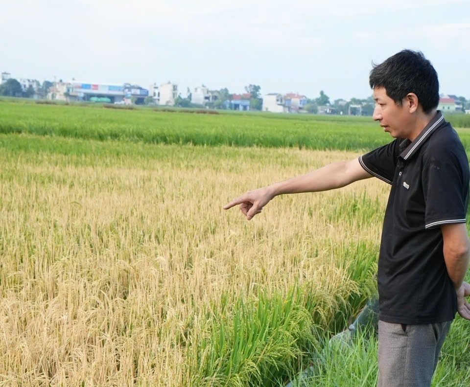 Ruộng lúa sắp thu hoạch chết khô, nghi bị phun thuốc diệt cỏ