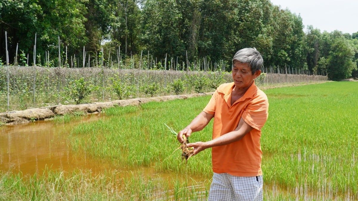 Giảm phát thải từ đồng ruộng: [Bài 2] Lời cam kết của nông dân với đất