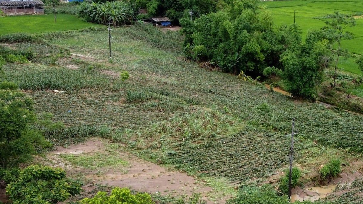 Cá tầm, cá hồi trôi theo nước lũ