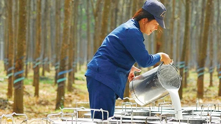 Giá cao su hôm nay 20/5/2025: Biến động trái chiều