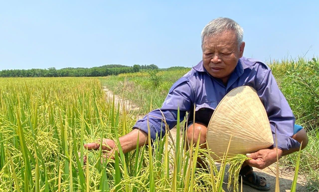 Thủy lợi, mạch nguồn nông nghiệp xanh: [Bài 1] Trồng lúa thông minh