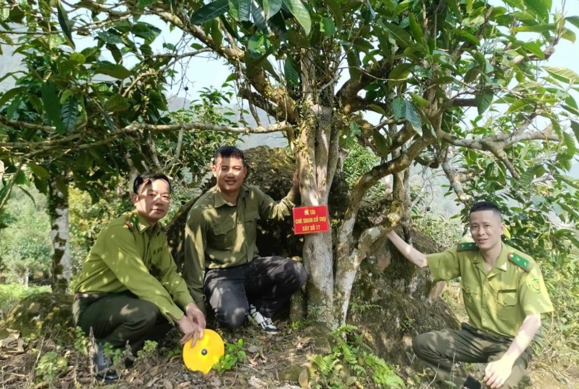 Nhân giống chè shan cổ thụ