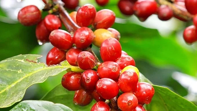 Giá cà phê hôm nay 21/5/2025: Quay đầu giảm mạnh