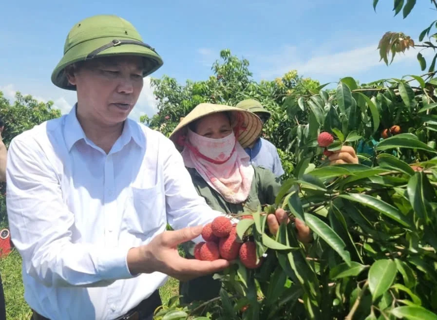Vải không hạt bén rễ xứ Thanh