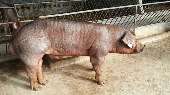 Giá heo hơi hôm nay 21/5/2025: Ba miền đứng yên