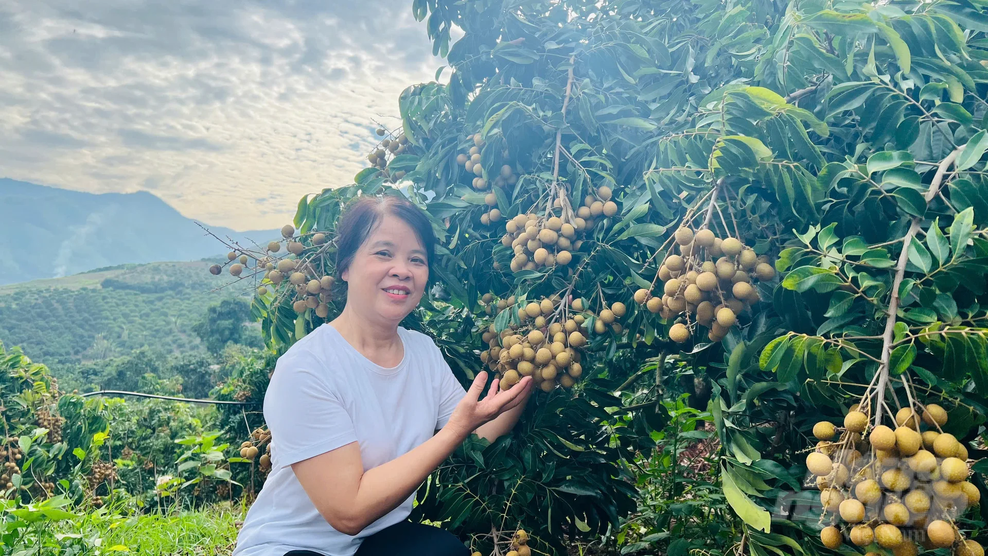 Sơn La bội thu nhãn chín sớm