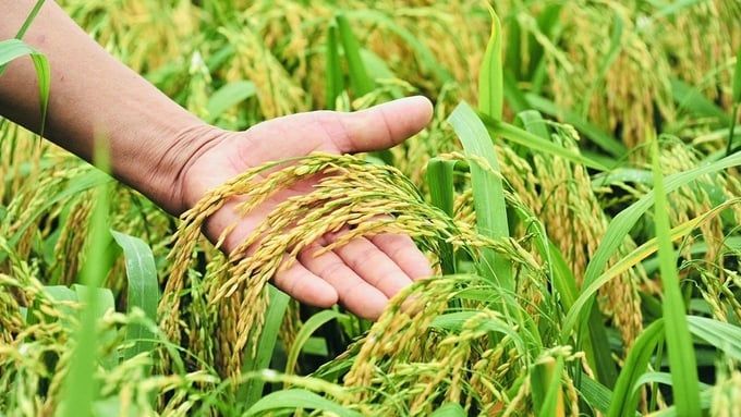 Giá lúa gạo hôm nay Giá lúa gạo hôm nay 23/5/2025: Lúa giảm nhẹ 100-200 đồng