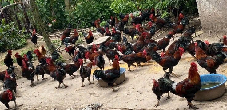 Nông dân Mường Ảng thoát nghèo từ những lớp học đào tạo nghề