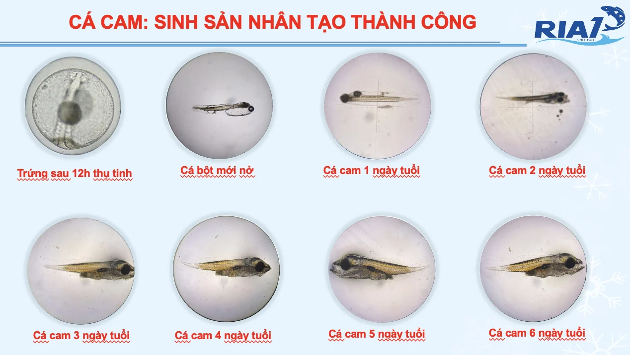 Cá cam, cá nhụ bốn râu mở cơ hội đa dạng hóa đối tượng nuôi biển