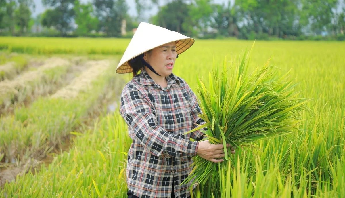 40.000ha lúa xuân Nghệ An gieo cấy trước lịch 15 ngày, có nơi trước 30 ngày