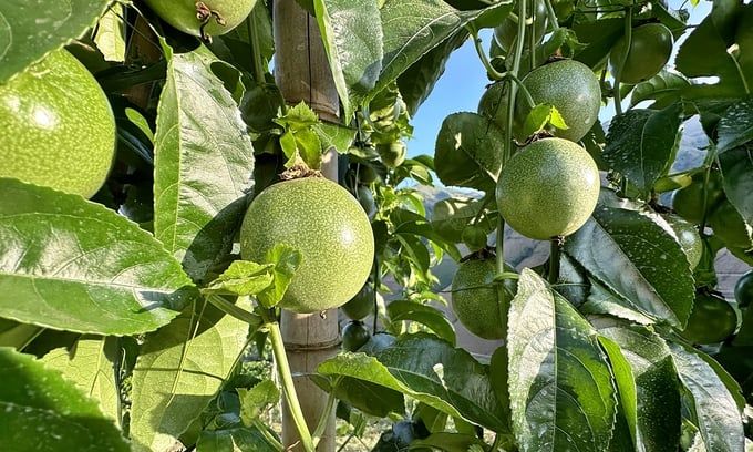 Trái cây Sơn La vươn mình ra biển lớn: [Bài 1] Bảo đảm độ ẩm, luân canh các loại cây trên đất trồng chanh leo