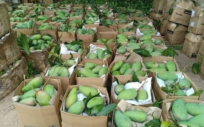 Trái cây Sơn La vươn mình ra biển lớn: [Bài 2] Sử dụng bao trái, nâng cao chất lượng xoài