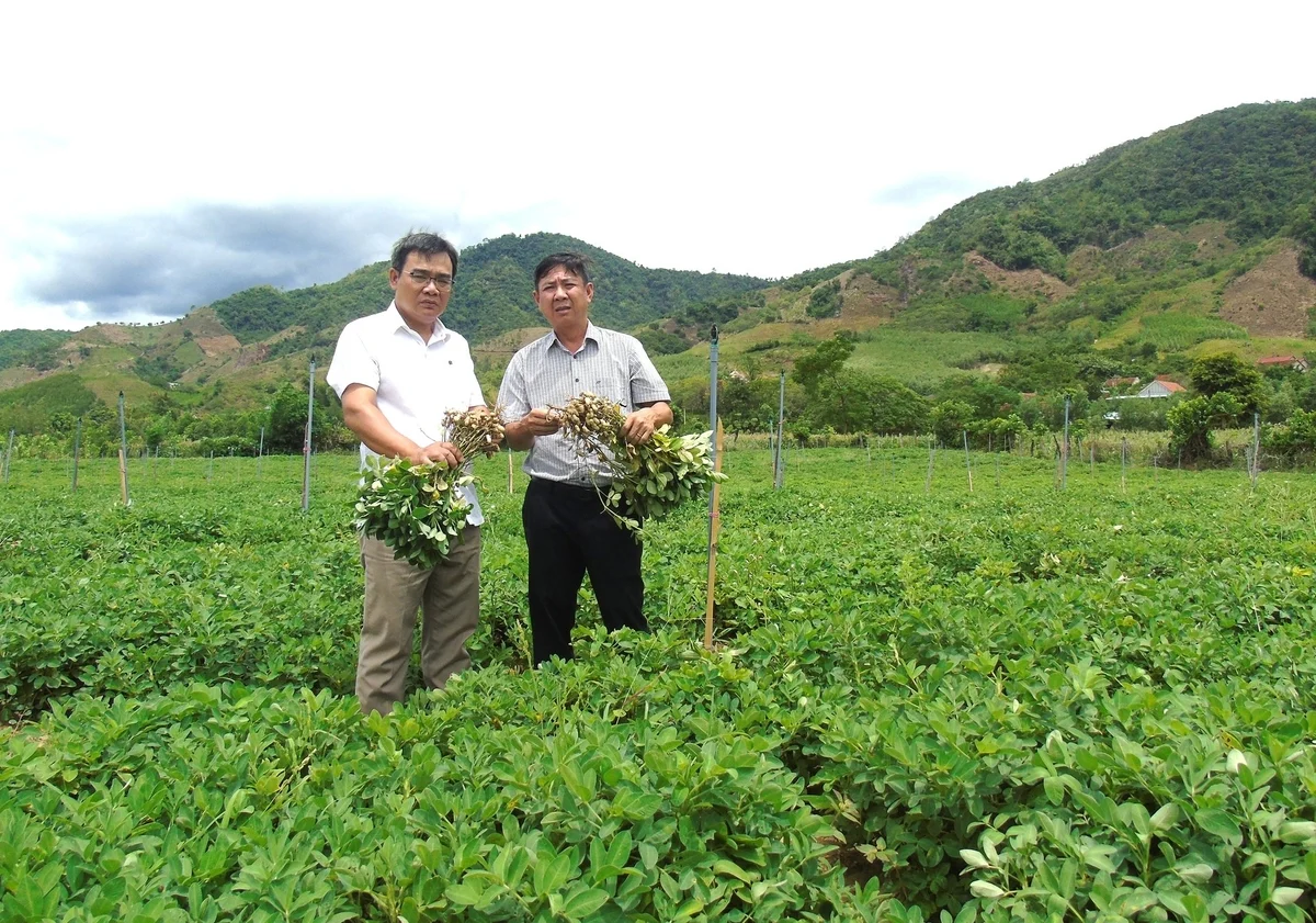Những giống cây trồng biến bất lợi thành lợi thế