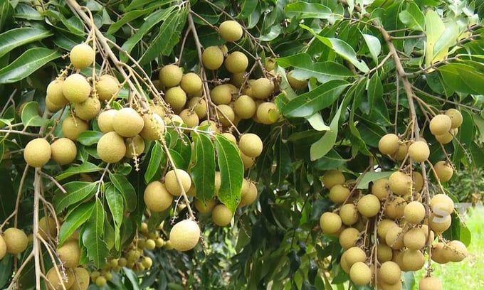 Trái cây Sơn La vươn mình ra biển lớn: [Bài 3] Chú ý cắt tỉa khi nhãn vừa đậu quả non