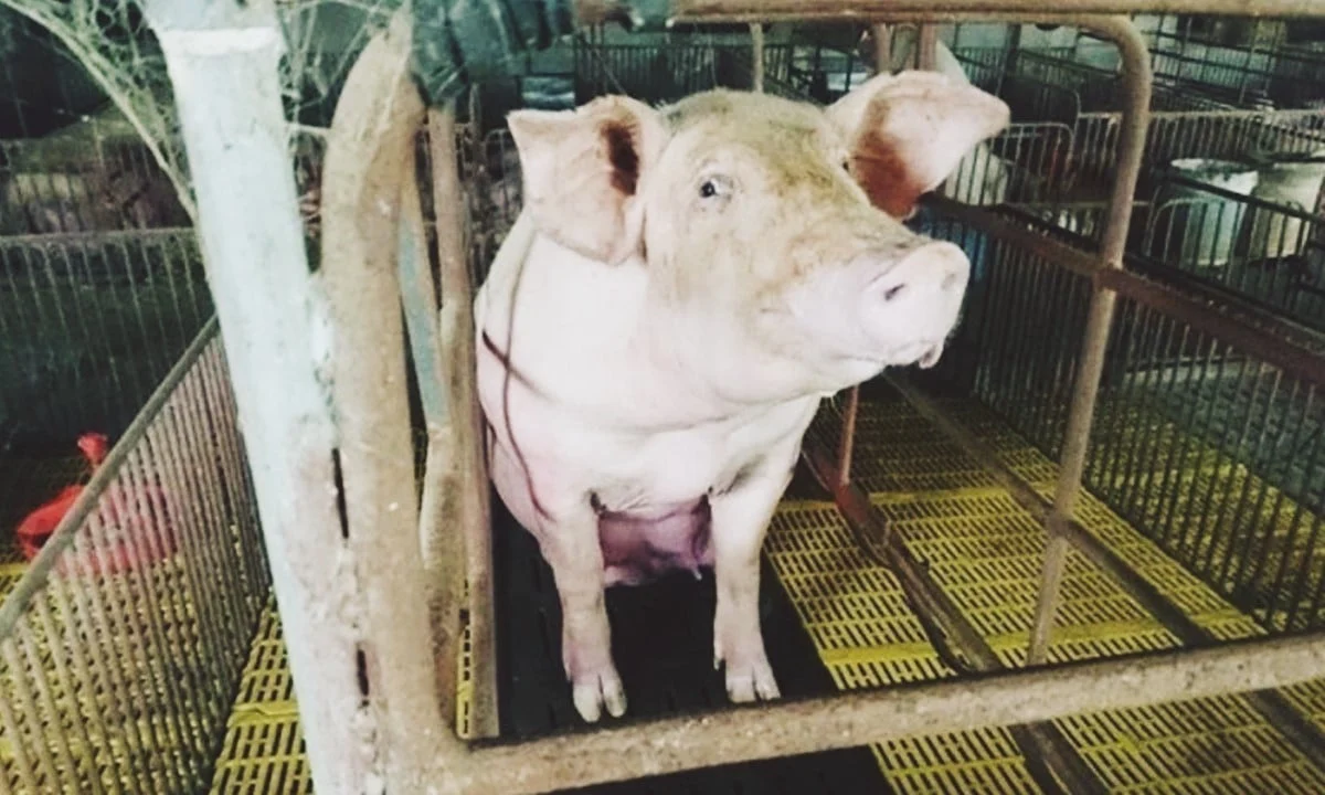 Giá heo hơi hôm nay 27/5/2025: Tăng nhẹ 1.000 đồng