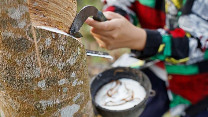 Giá cao su hôm nay 26/5/2025: Tiếp tục đà giảm nhẹ
