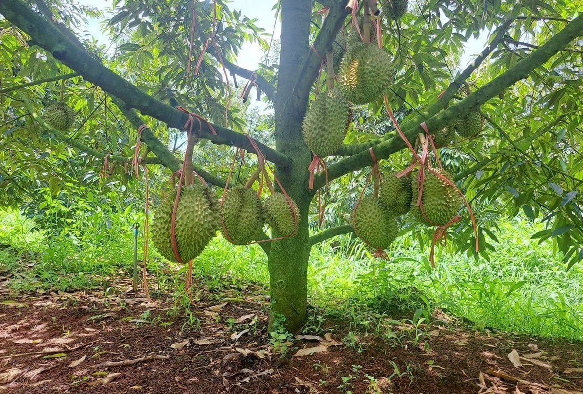 Sản xuất sầu riêng đáp ứng yêu cầu xuất khẩu Giải pháp canh tác sầu riêng kiểm soát tồn dư hóa chất