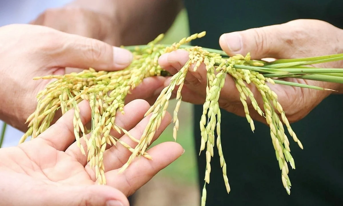 Giá lúa gạo hôm nay Giá lúa gạo hôm nay 28/5/2025: Biến động nhẹ