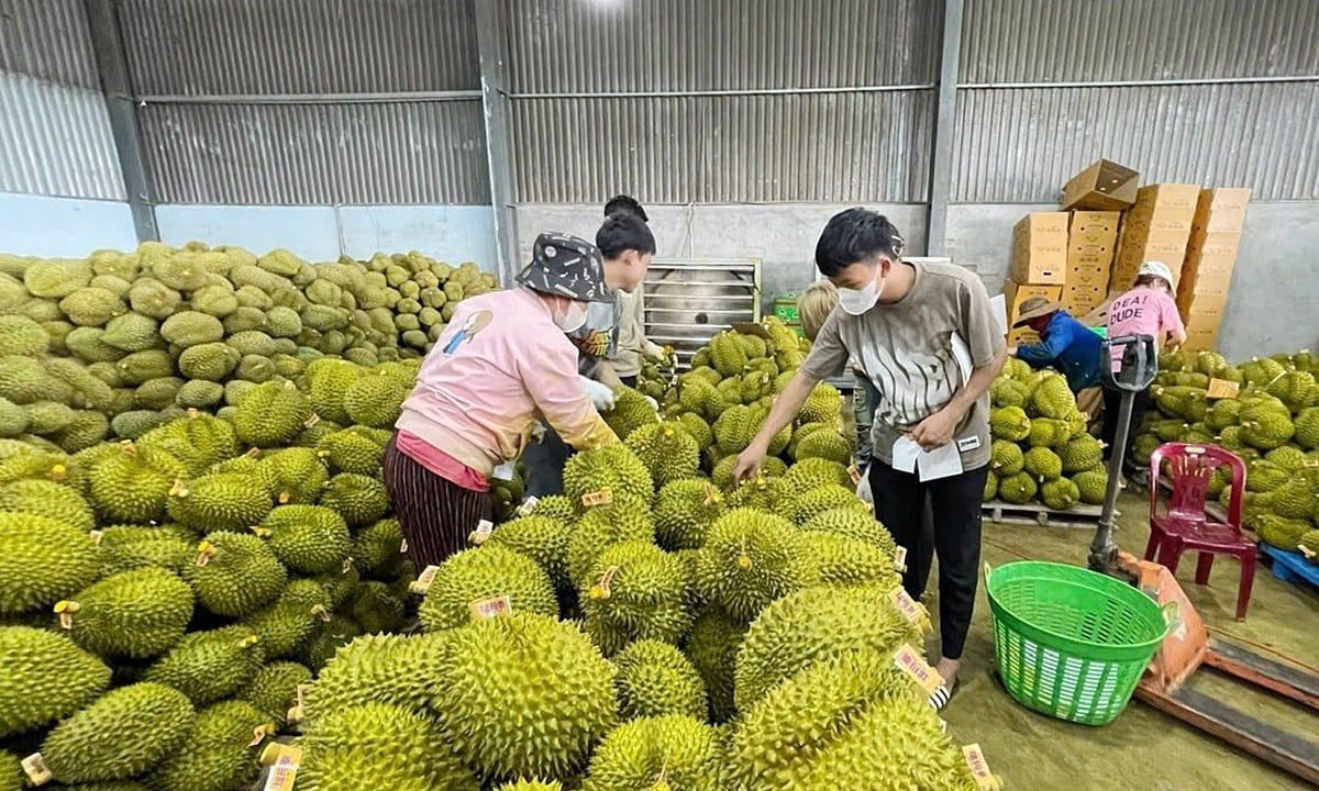 Giá sầu riêng hôm nay 23/5/2025: Tiếp tục đà tăng