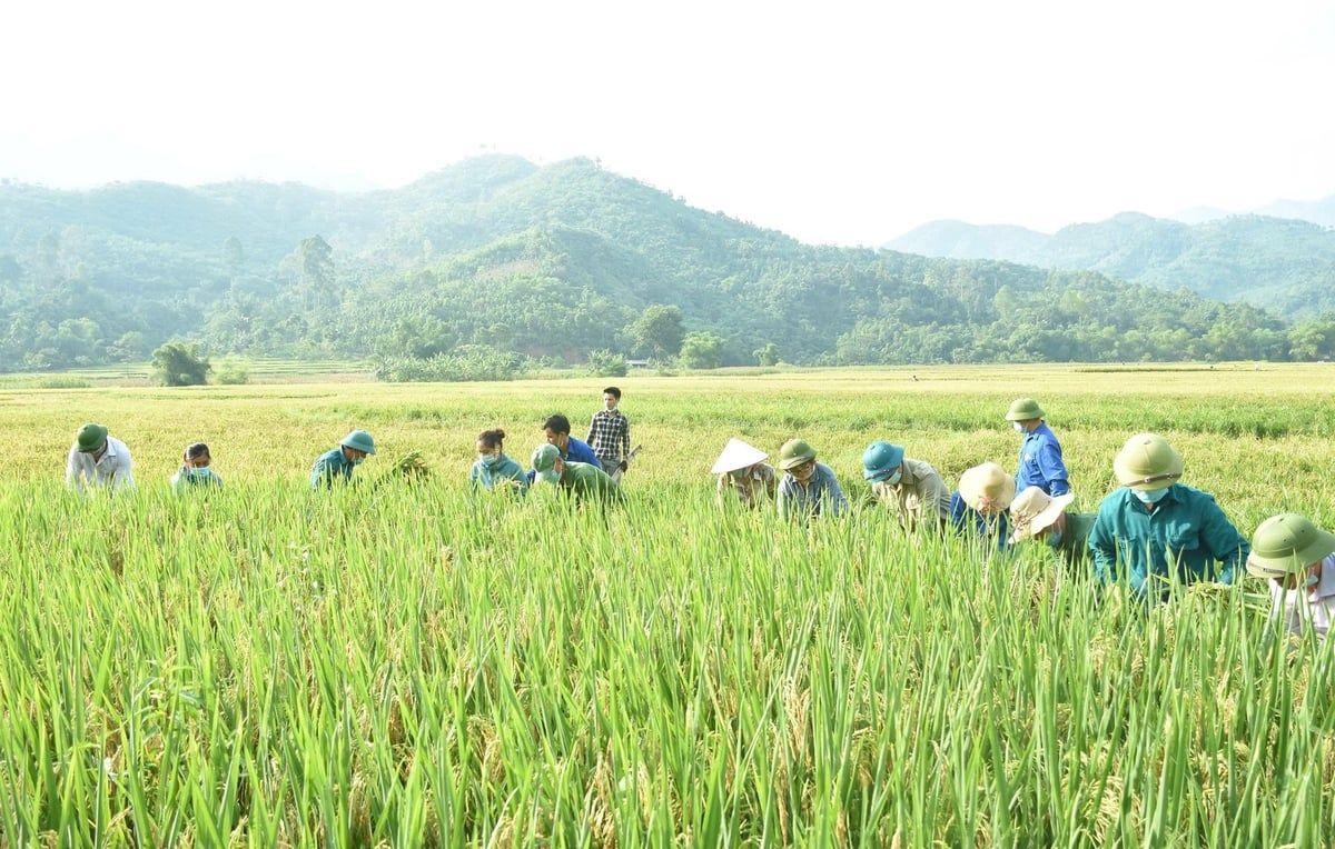 Yên Bái: Vụ đông xuân vượt kỳ vọng