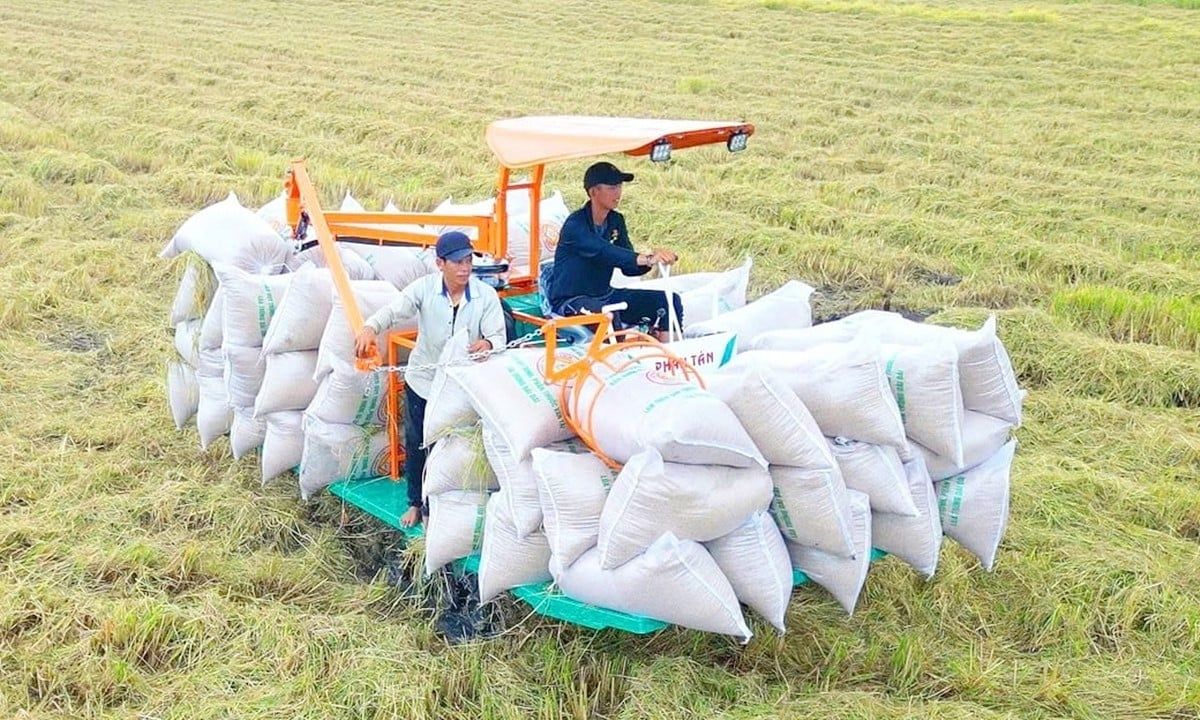 Giá lúa gạo hôm nay Giá lúa gạo hôm nay 1/6/2025: Biến động trái chiều