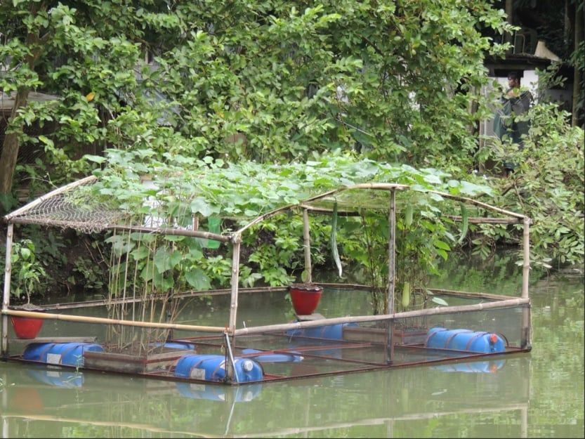 IFCAS - Bí quyết tận dụng ao hồ, tăng gấp đôi thu nhập