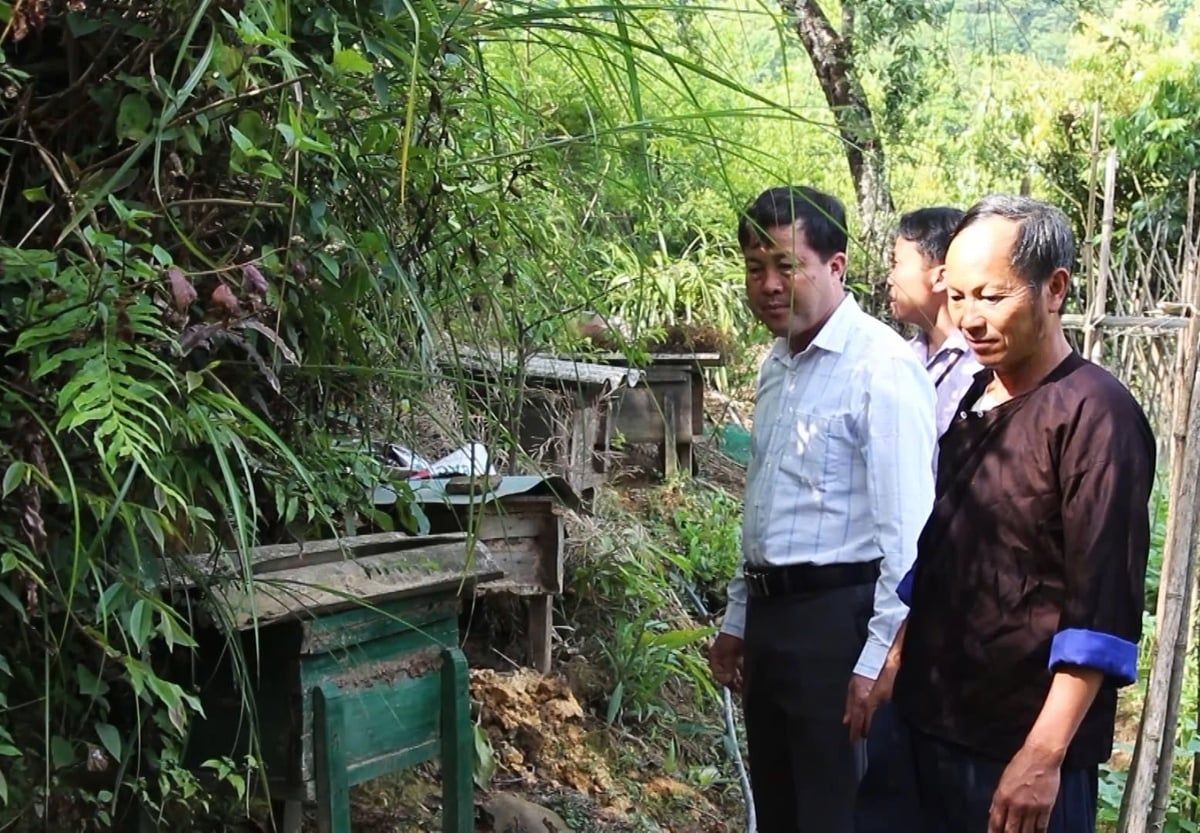 Mật ong Mù Cang Chải, ngọt thơm hương vị hoa rừng