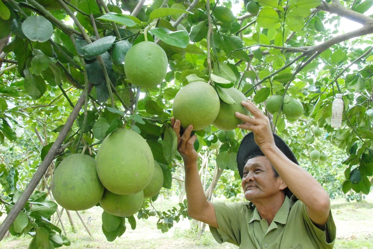 Nguồn cung tăng, giá bưởi da xanh ĐBSCL giảm 5.000 đồng/kg