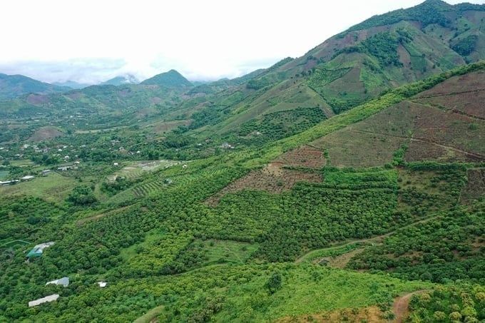 Nâng giá trị cây ăn quả trên đất dốc: Bảo vệ đất là bảo vệ cây