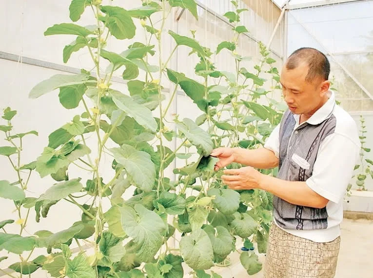 Điện Biên: Ứng dụng khoa học kỹ thuật giúp nông dân đổi mới sản xuất