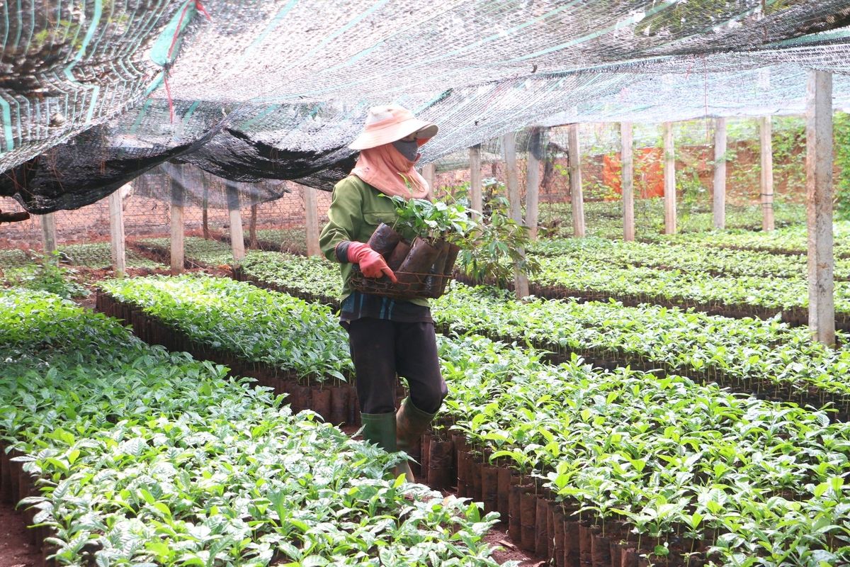 Rộn ràng mùa xuống giống cà phê