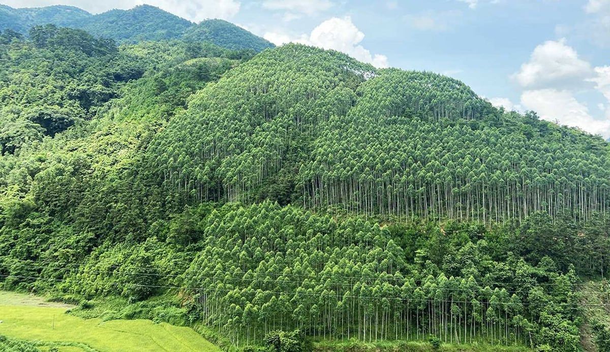 Lâm nghiệp chững lại, thủy sản tăng trưởng trong tháng 5