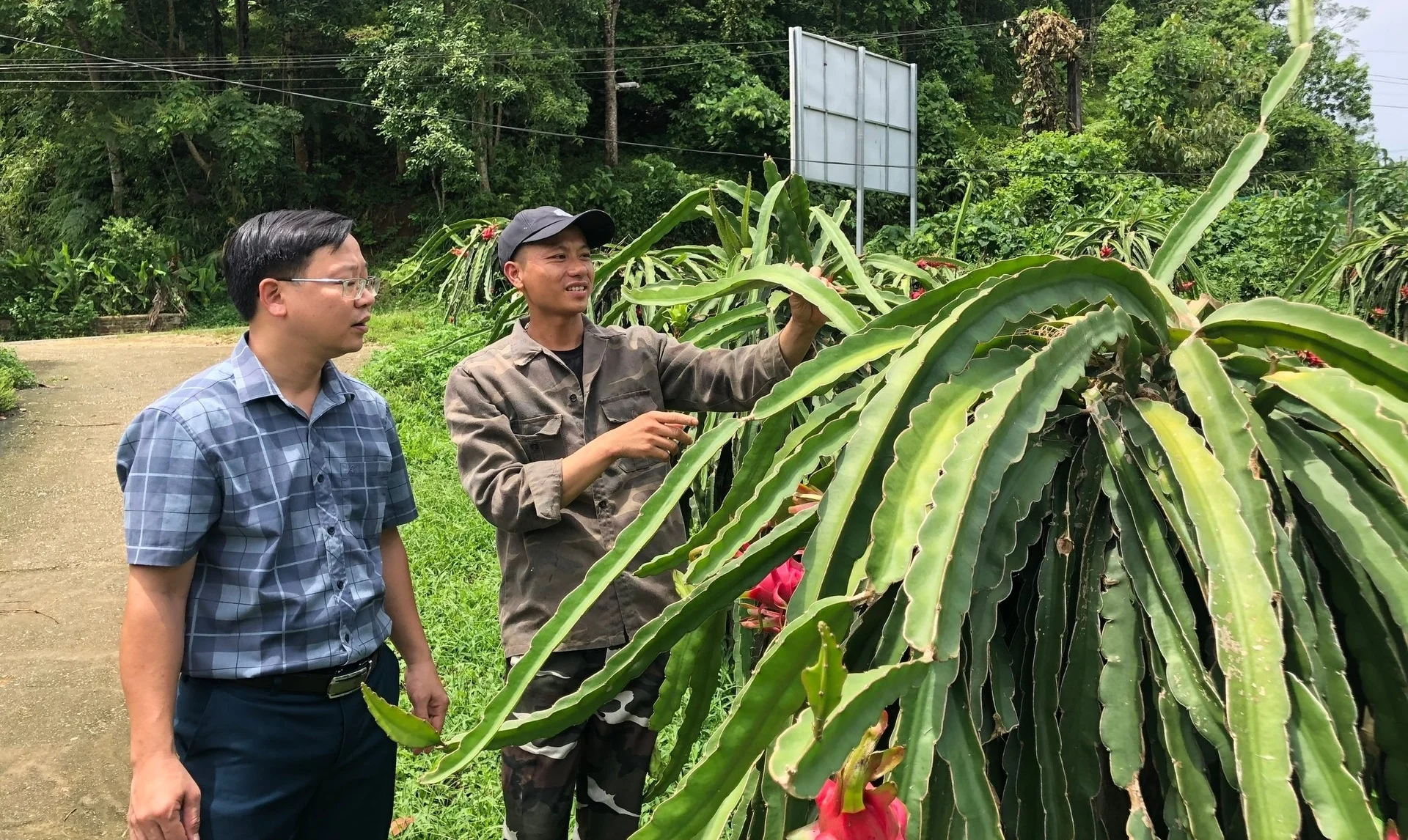 'Quả rồng' hợp đất vùng cao, nông dân thu tiền tỷ mỗi năm